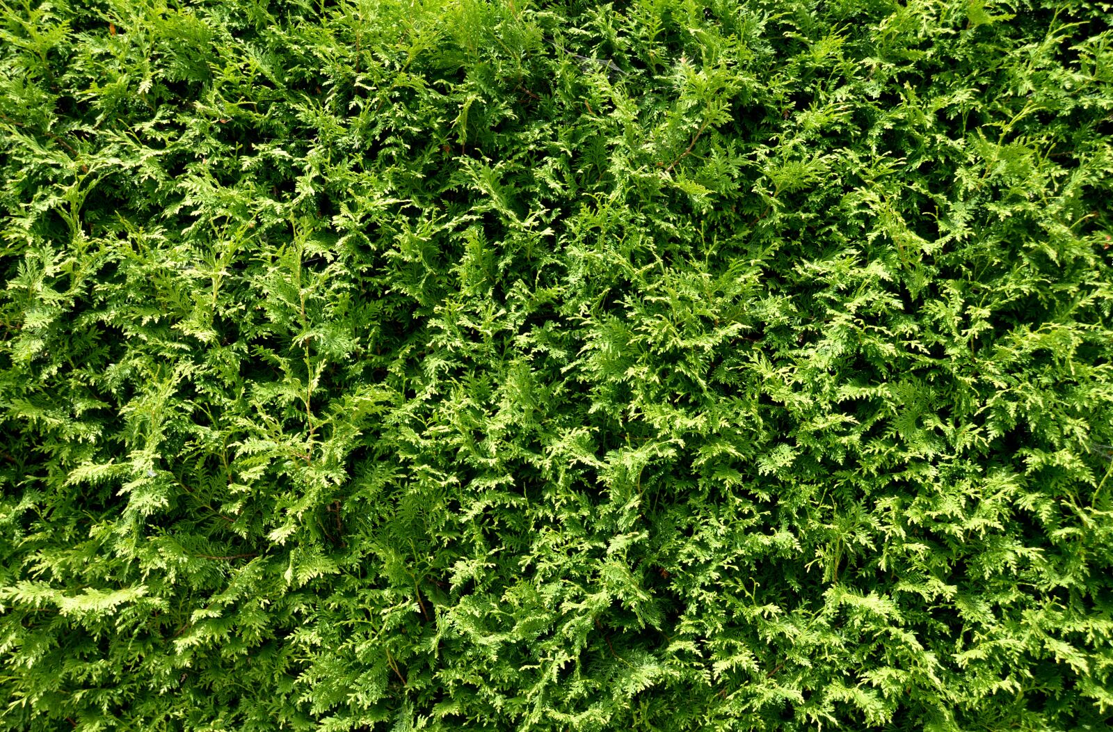 Nikon D3200 sample photo. Thuja hedge, hedge, plant photography