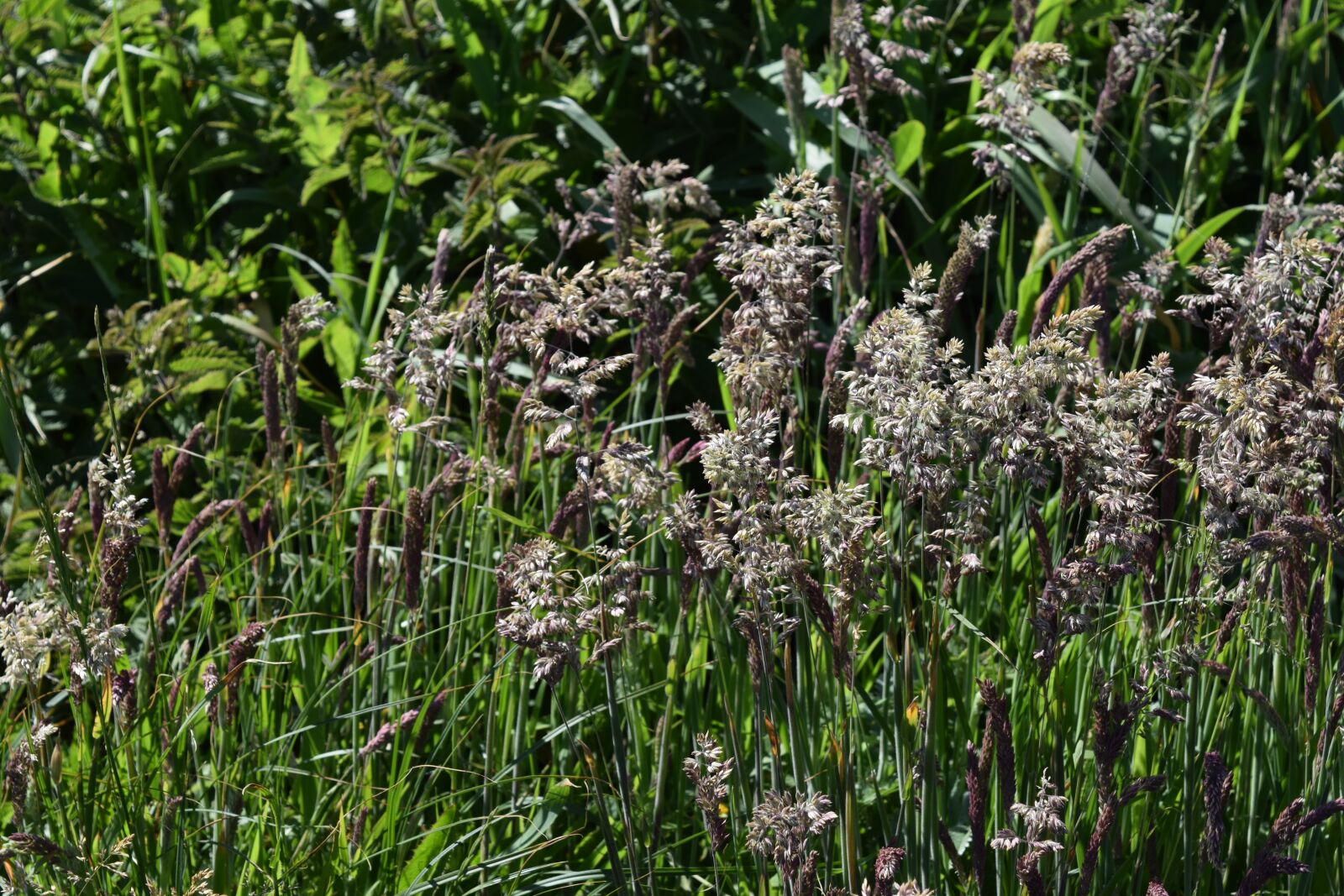 Nikon D3300 sample photo. Grass, grasses, nature photography
