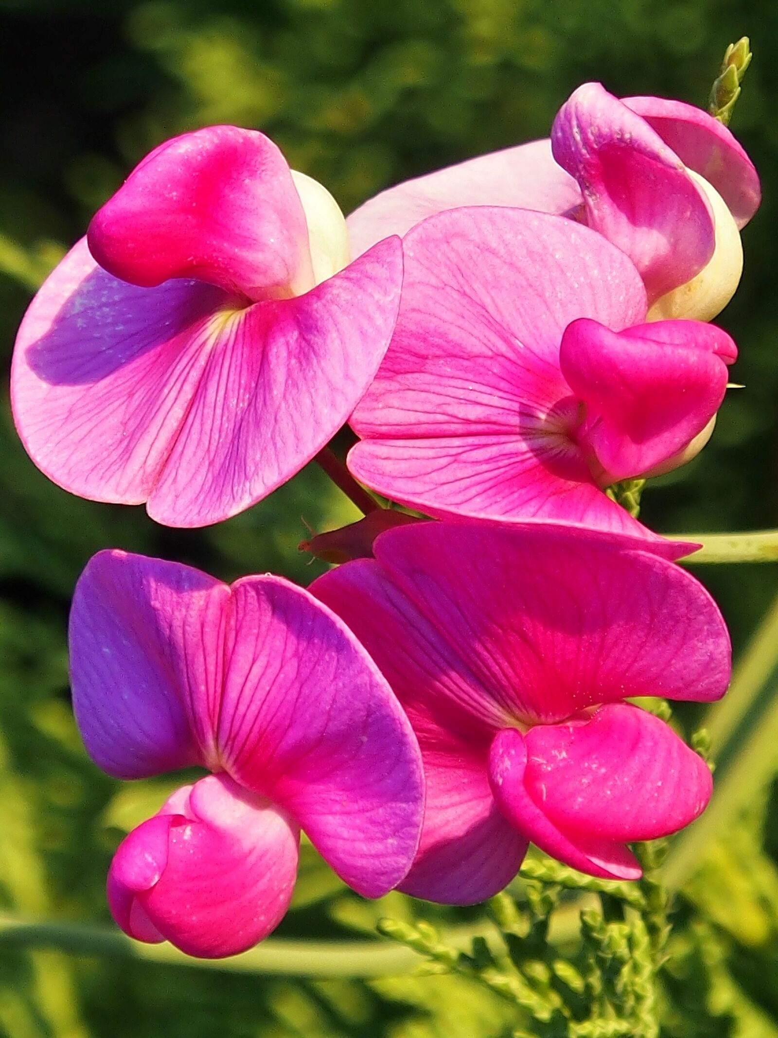 Olympus OM-D E-M5 sample photo. Vetches, pink, climber plant photography