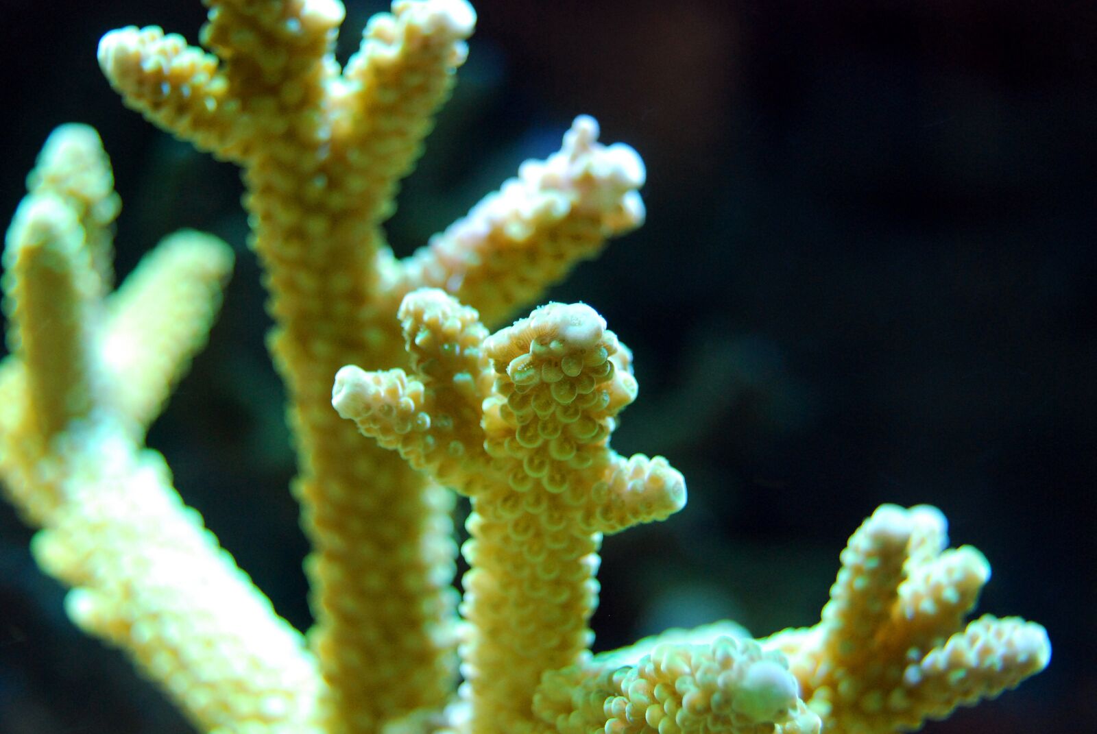 Nikon D40X sample photo. Coral, reef, acropora photography