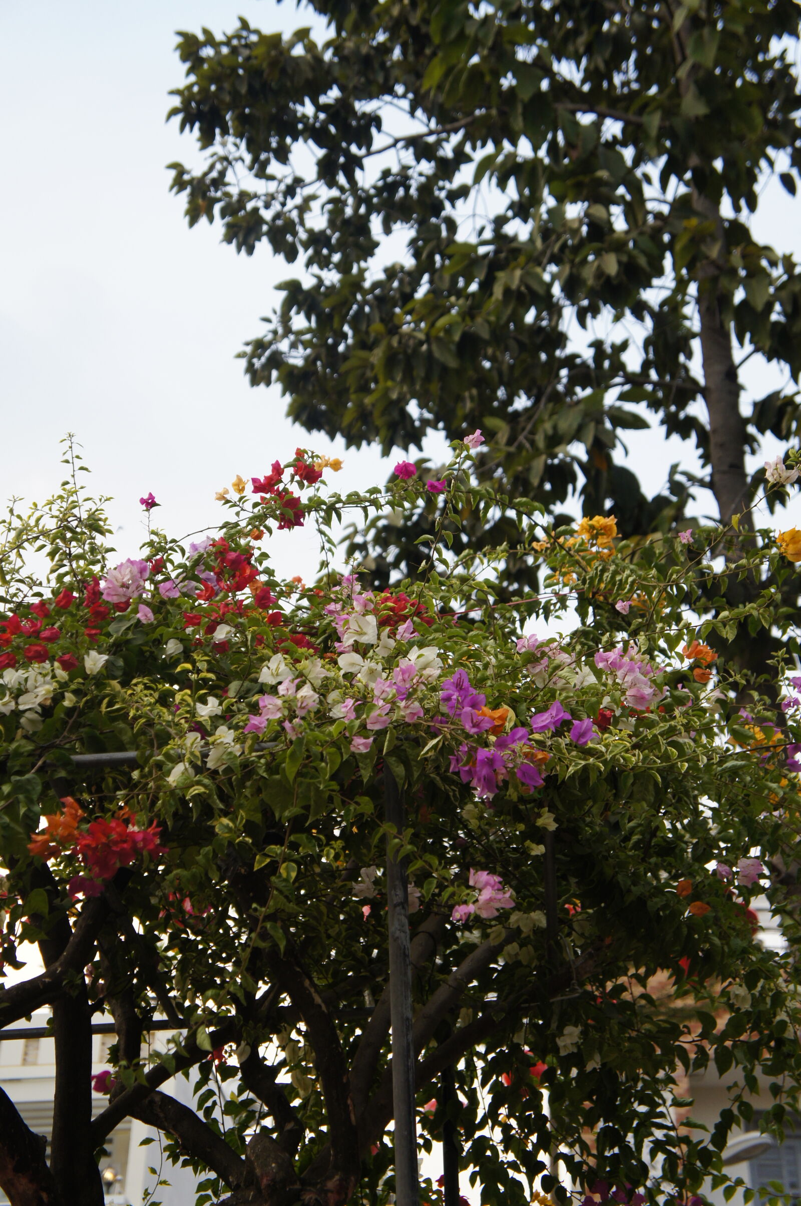 Sony E 18-55mm F3.5-5.6 OSS sample photo. Flowers photography