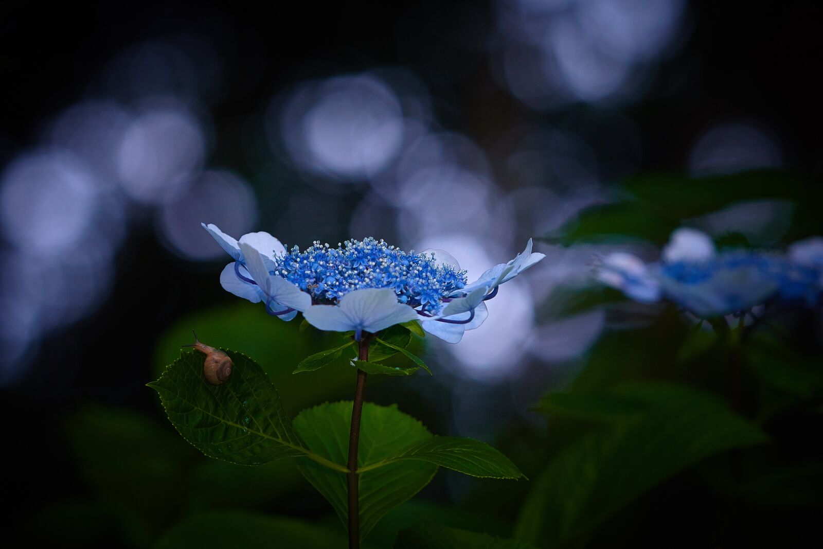 Canon EOS 70D sample photo. Rainy season, sunbeams, hydrangea photography