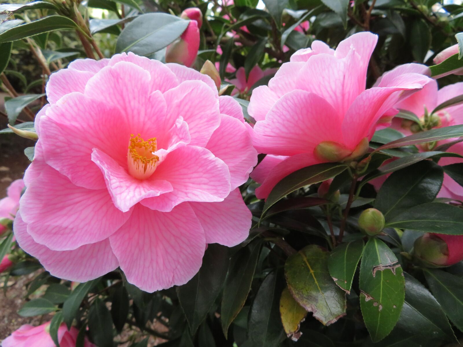 Canon PowerShot SX720 HS sample photo. Flower, flora, garden photography