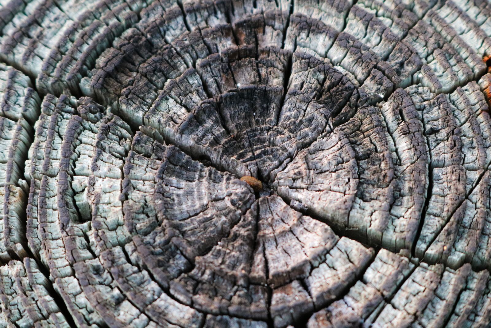 Canon EOS 750D (EOS Rebel T6i / EOS Kiss X8i) sample photo. Background pattern, texture, pattern photography