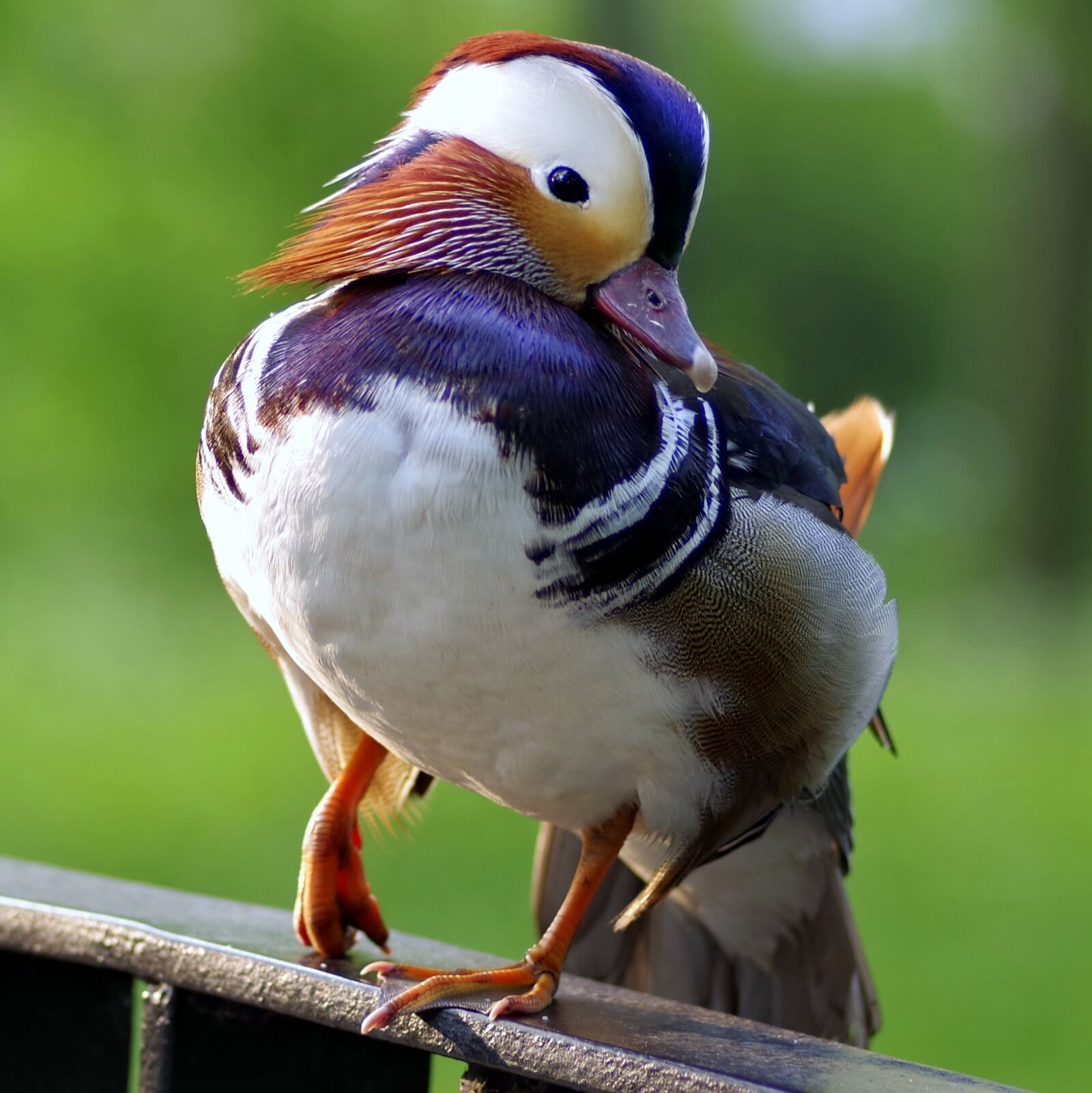 Pentax K-S2 sample photo. Mandarin, bird, duck photography