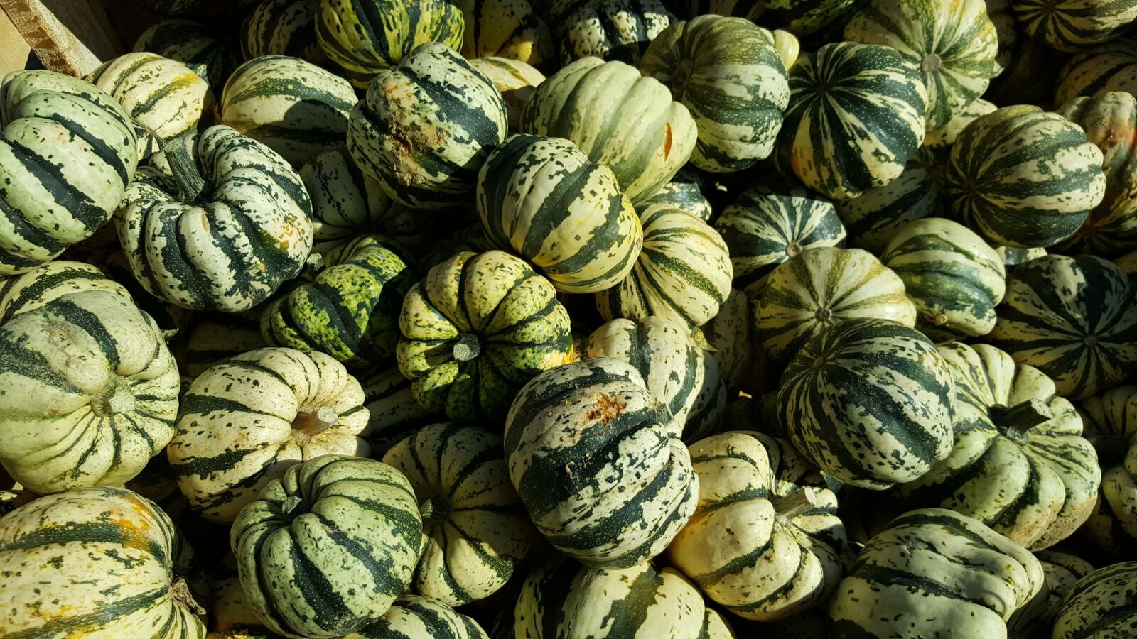 Samsung Galaxy S6 sample photo. Pumpkin, squash, halloween photography