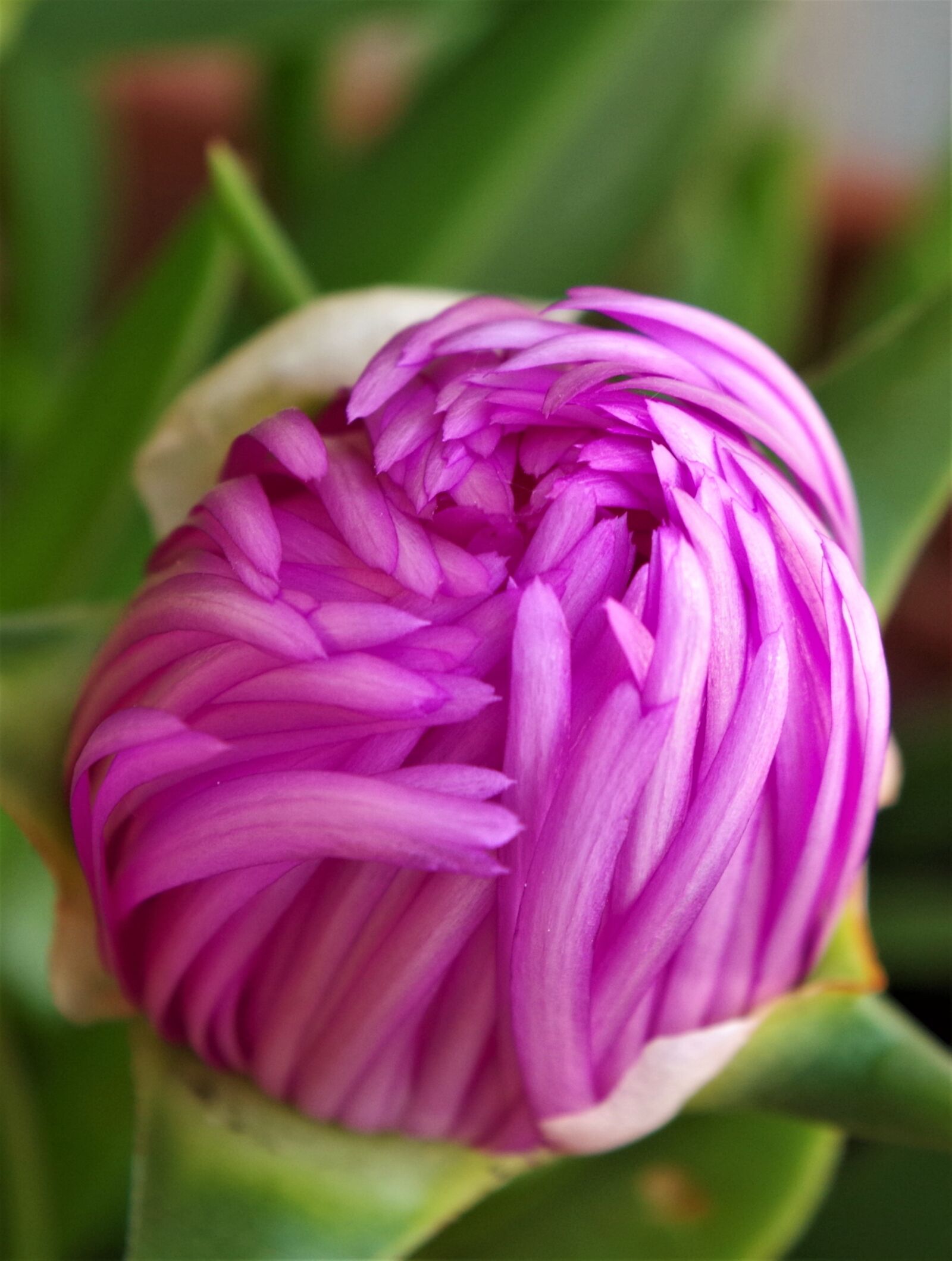 Pentax K-50 sample photo. Flower, spring, macro photography