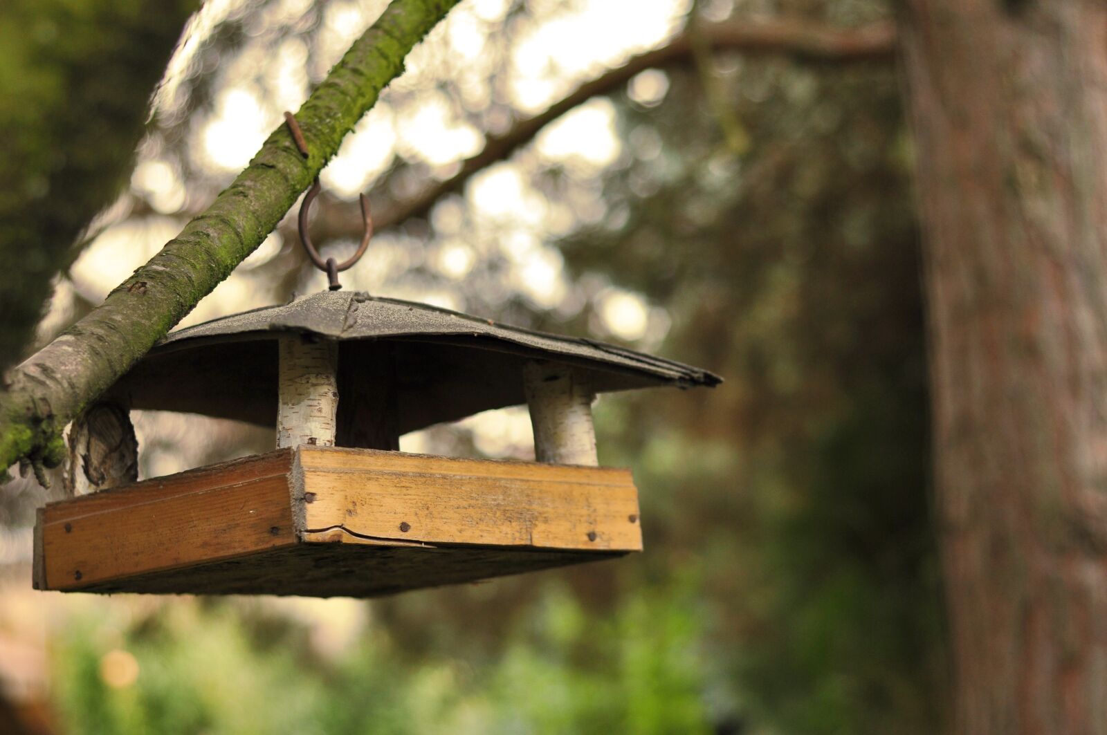 Nikon D90 sample photo. Bird feeder, feeding garden photography