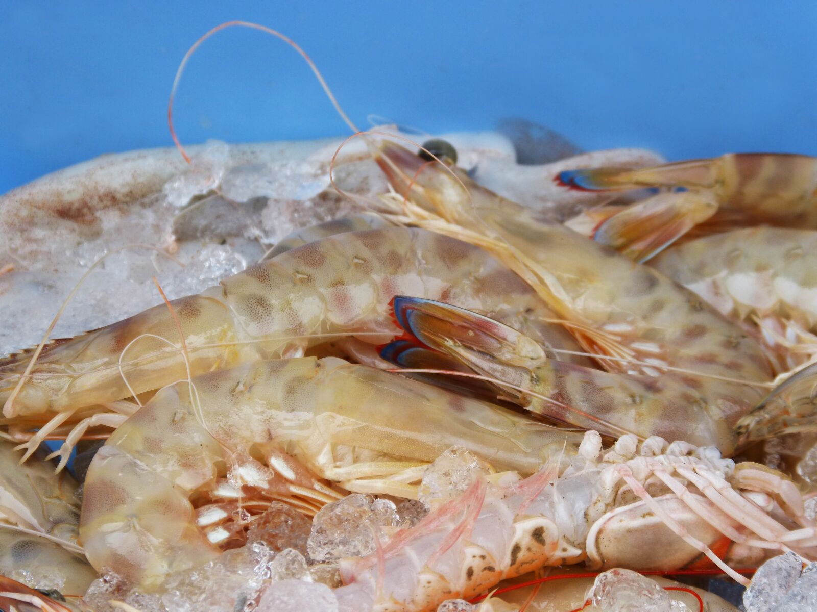 Panasonic DMC-FZ62 sample photo. King prawns, fresh fish photography