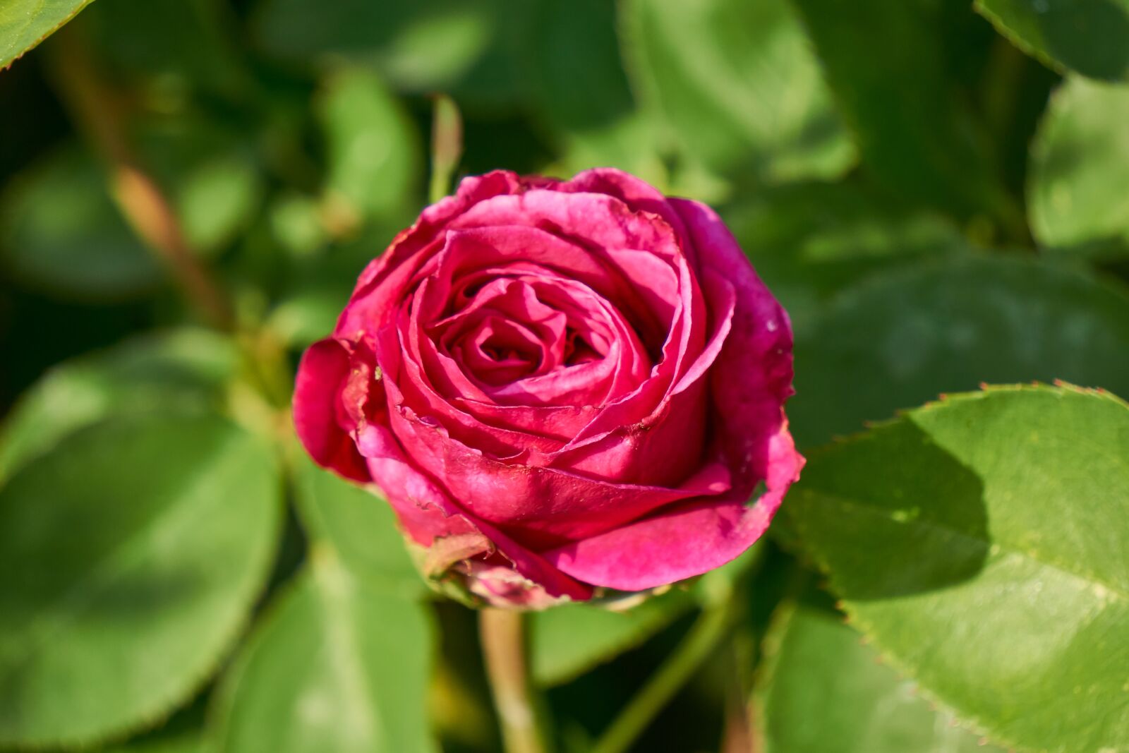 Sony E 55-210mm F4.5-6.3 OSS sample photo. Rose, blossom, bloom photography