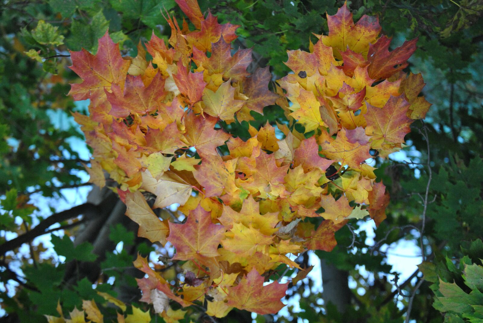 Nikon D3000 sample photo. Heart, leaves, autumn photography