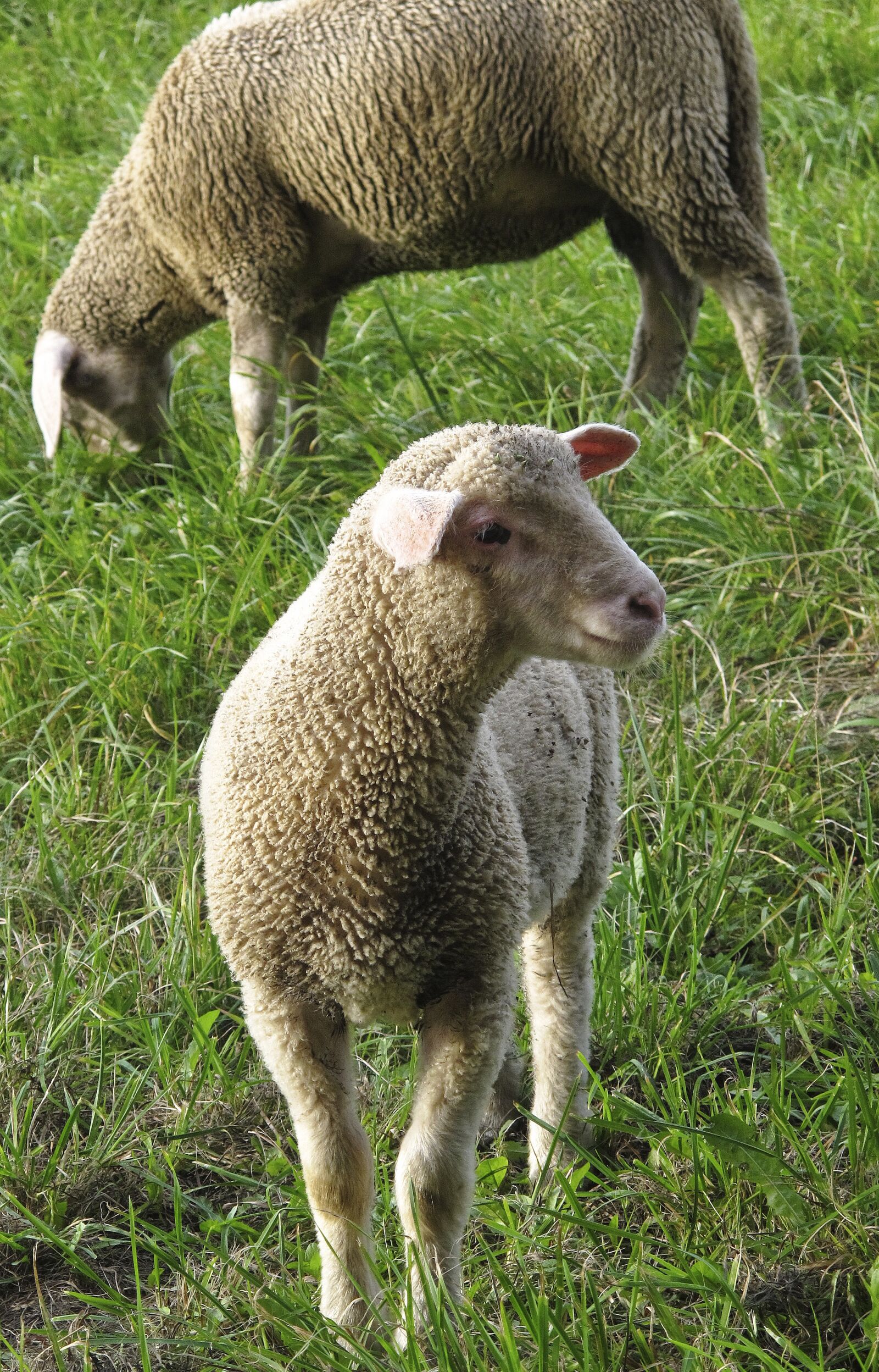 Canon PowerShot G12 sample photo. Sheep, young sheep, flock photography