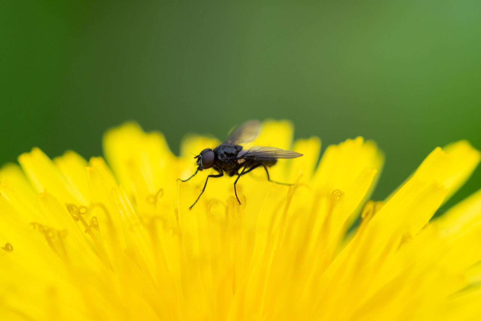 Nikon D610 sample photo. Macro, the insect, the photography
