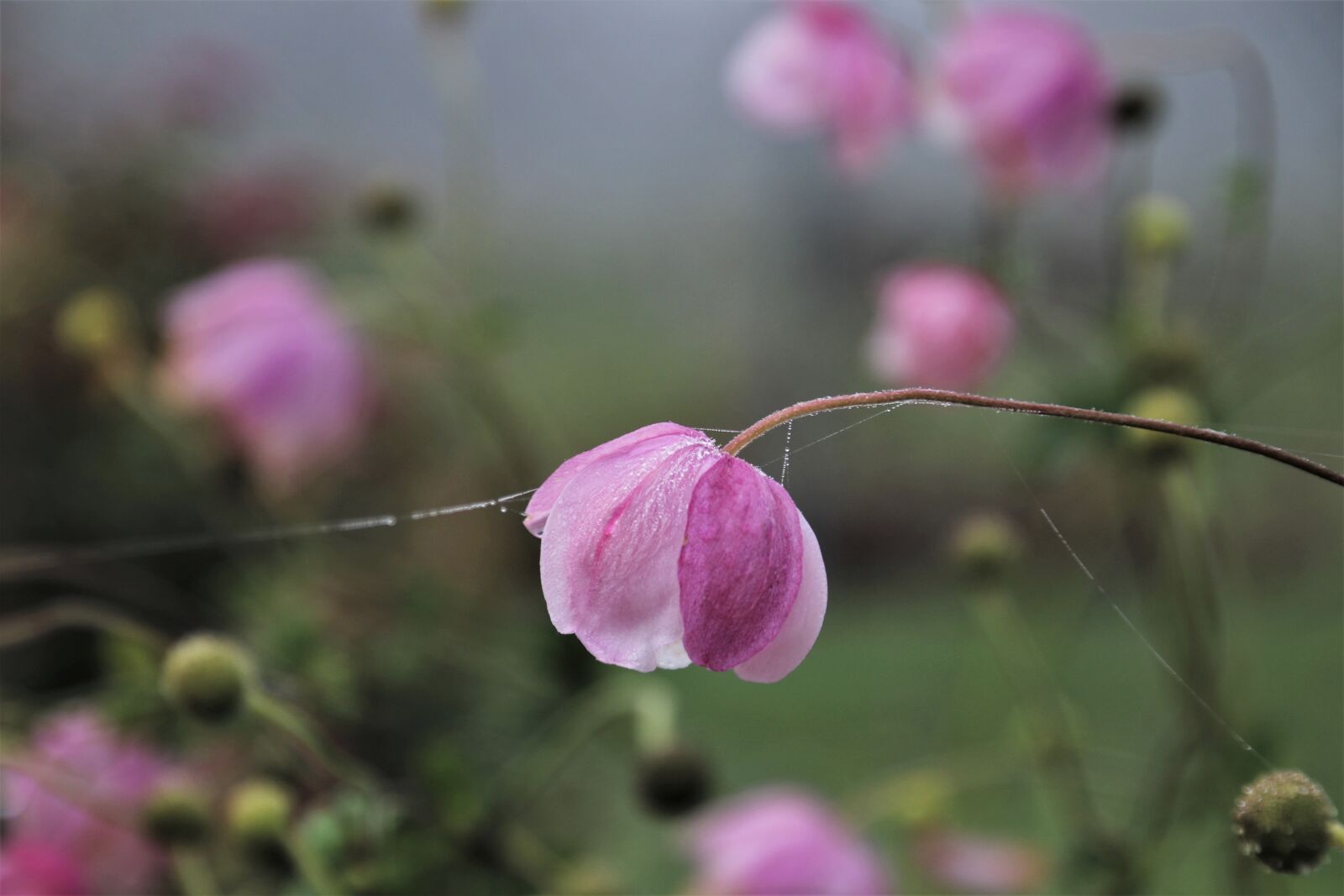 Canon EOS 80D sample photo. Glow, faded, kosmea photography