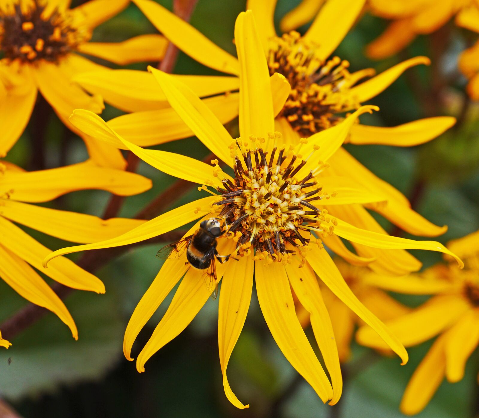 Panasonic Lumix DMC-GH3 sample photo. Late summer, flowers, hummel photography