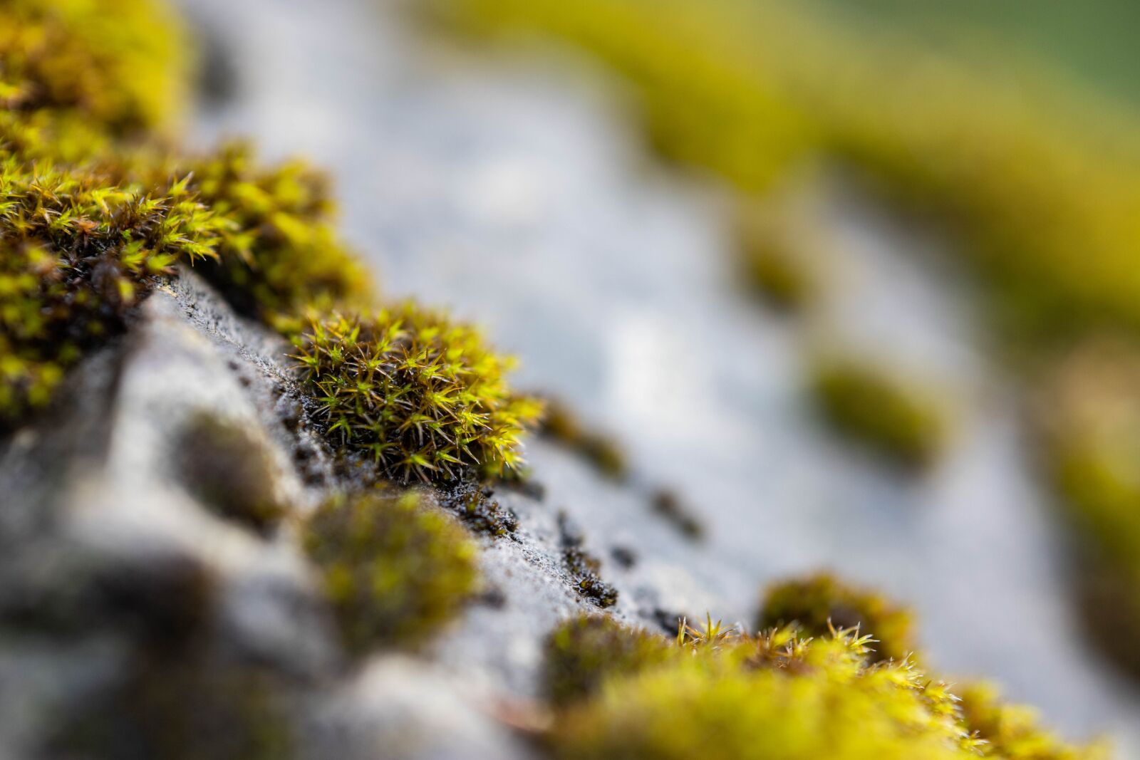 Canon EOS 6D Mark II sample photo. Moss, stone, nature photography