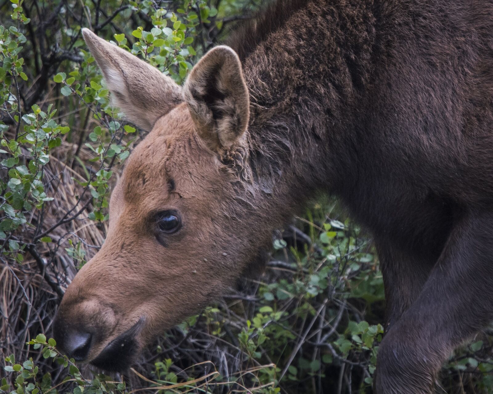 Nikon D500 sample photo. Moose, calf, baby photography