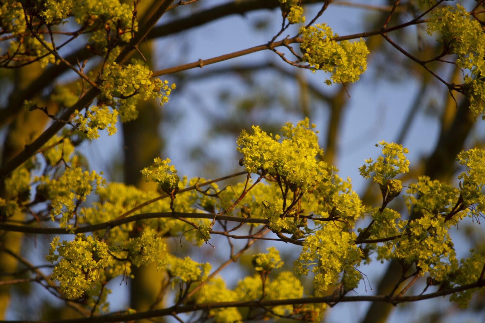 Canon EOS 7D + Canon EF-S 55-250mm F4-5.6 IS sample photo. Yellow, tree, flowers photography