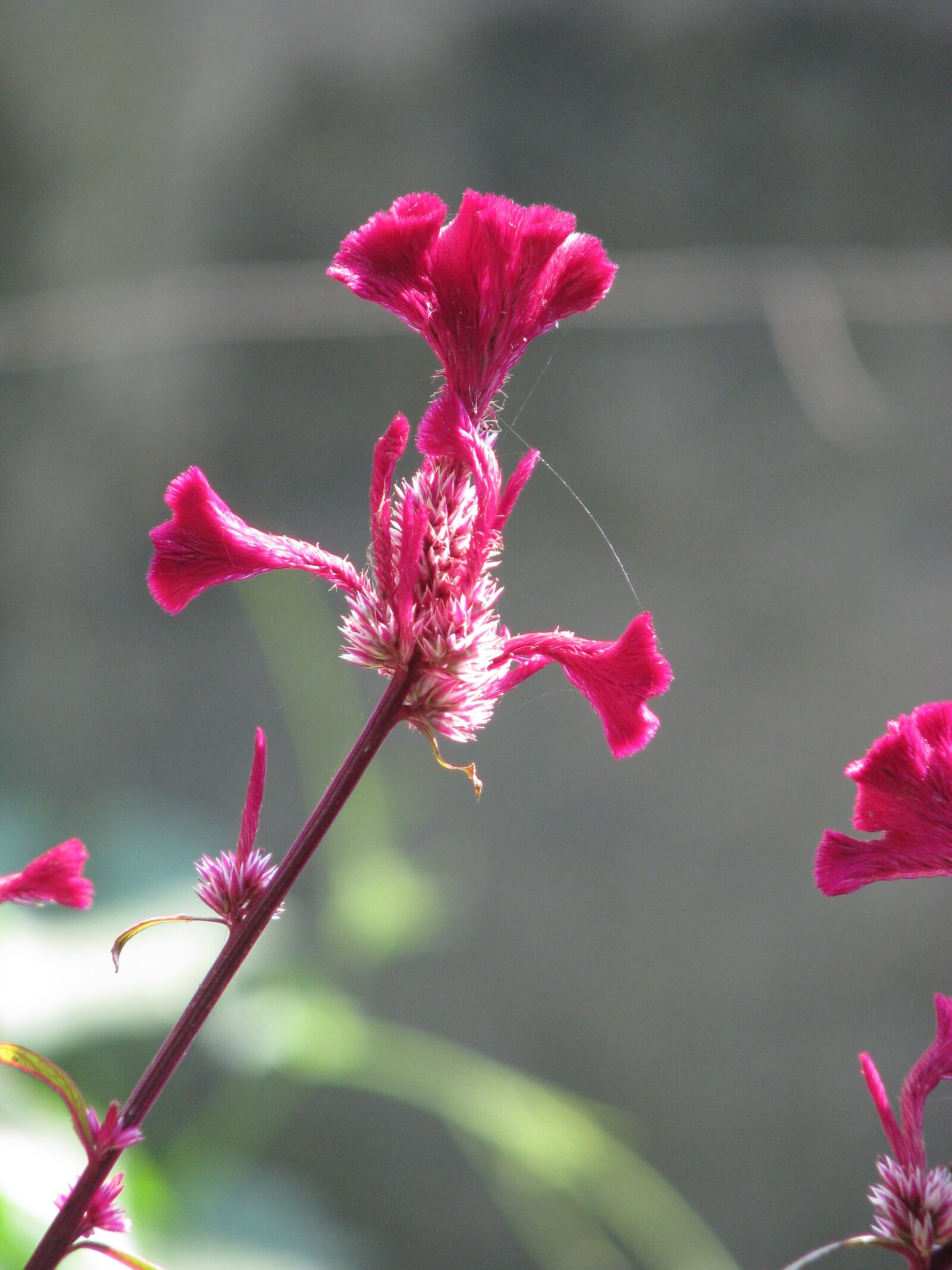 Canon POWERSHOT S5 IS sample photo. Flower, red, pink photography