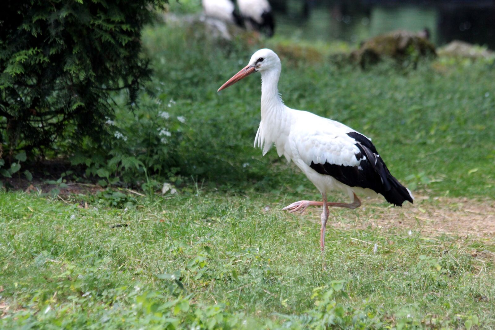 Canon EOS 650D (EOS Rebel T4i / EOS Kiss X6i) sample photo. Stork, white stork, bird photography