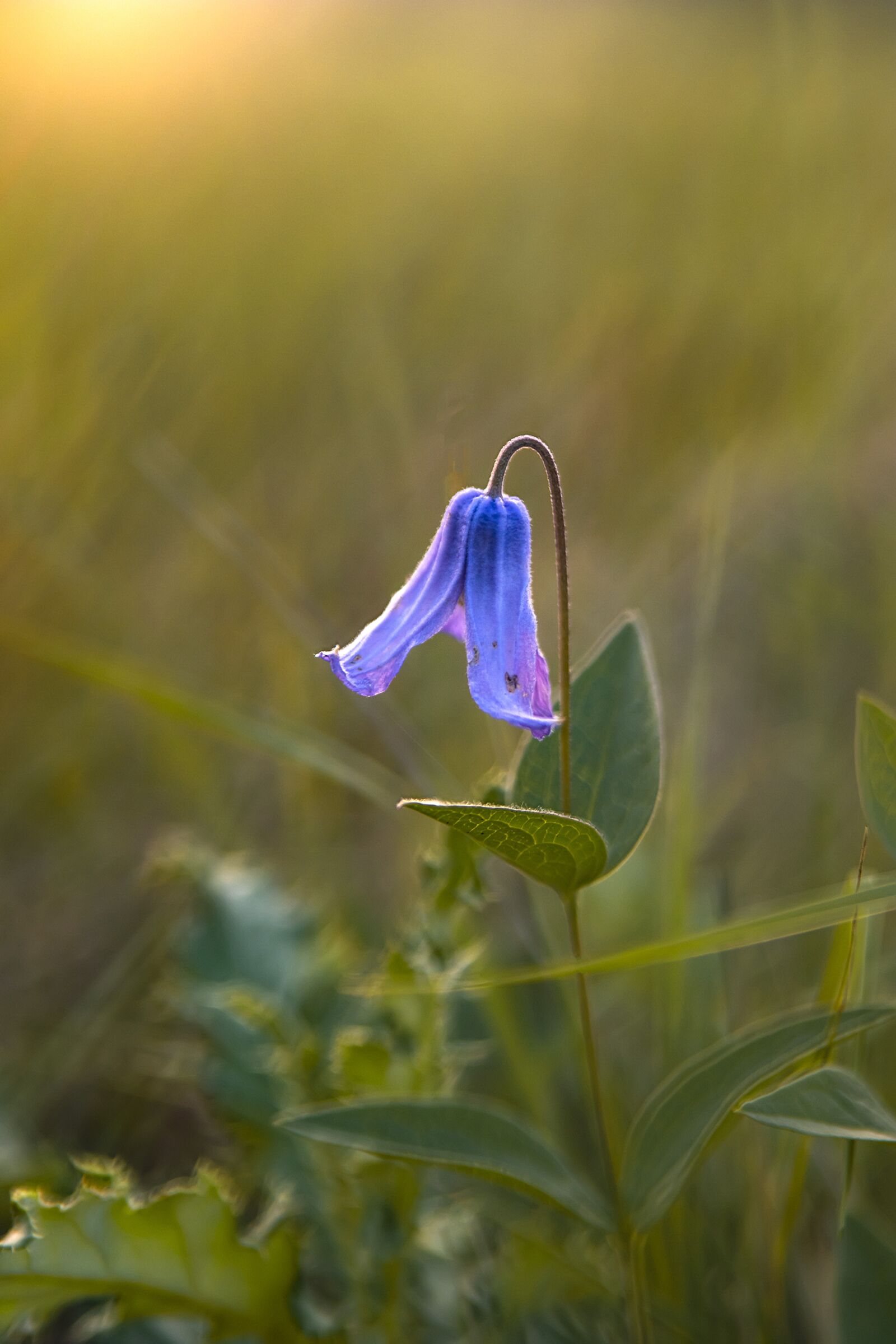 Tamron AF 28-75mm F2.8 XR Di LD Aspherical (IF) sample photo. Flower, nature, summer photography