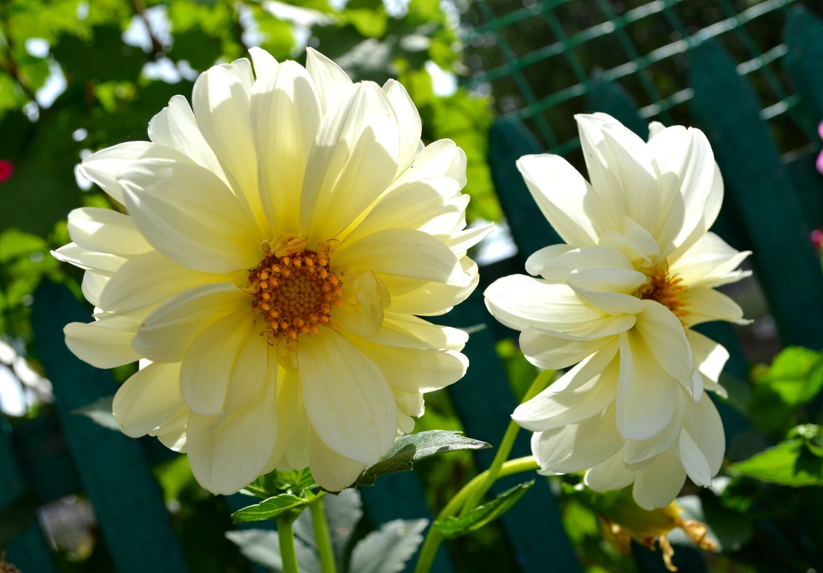 Nikon D5100 sample photo. Dahlias, couple, flowers photography