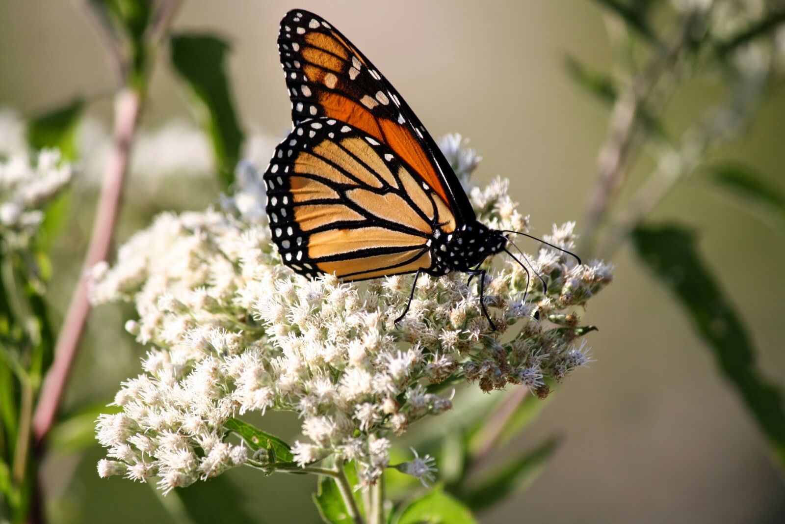 Canon EOS 1000D (EOS Digital Rebel XS / EOS Kiss F) sample photo. Butterfly, flower, spring photography