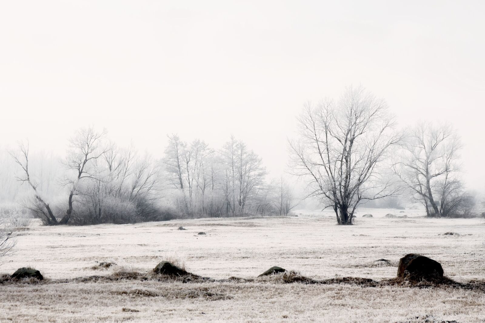 Canon EOS 700D (EOS Rebel T5i / EOS Kiss X7i) sample photo. Dew, cold, nature photography