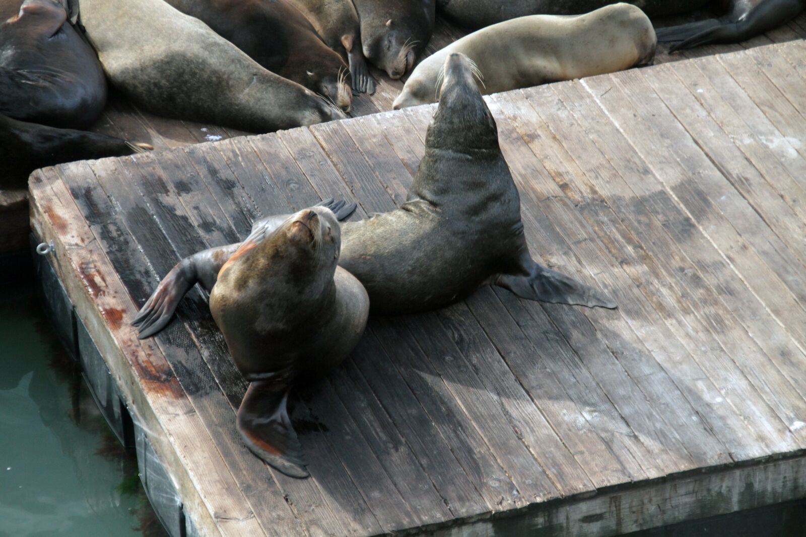 Canon EOS 7D sample photo. Sea lions, animals, seal photography