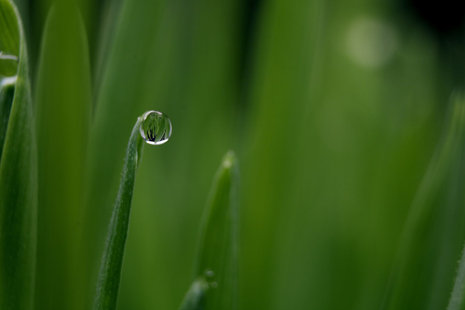 Canon EOS 750D (EOS Rebel T6i / EOS Kiss X8i) sample photo. Dew, grass, water photography