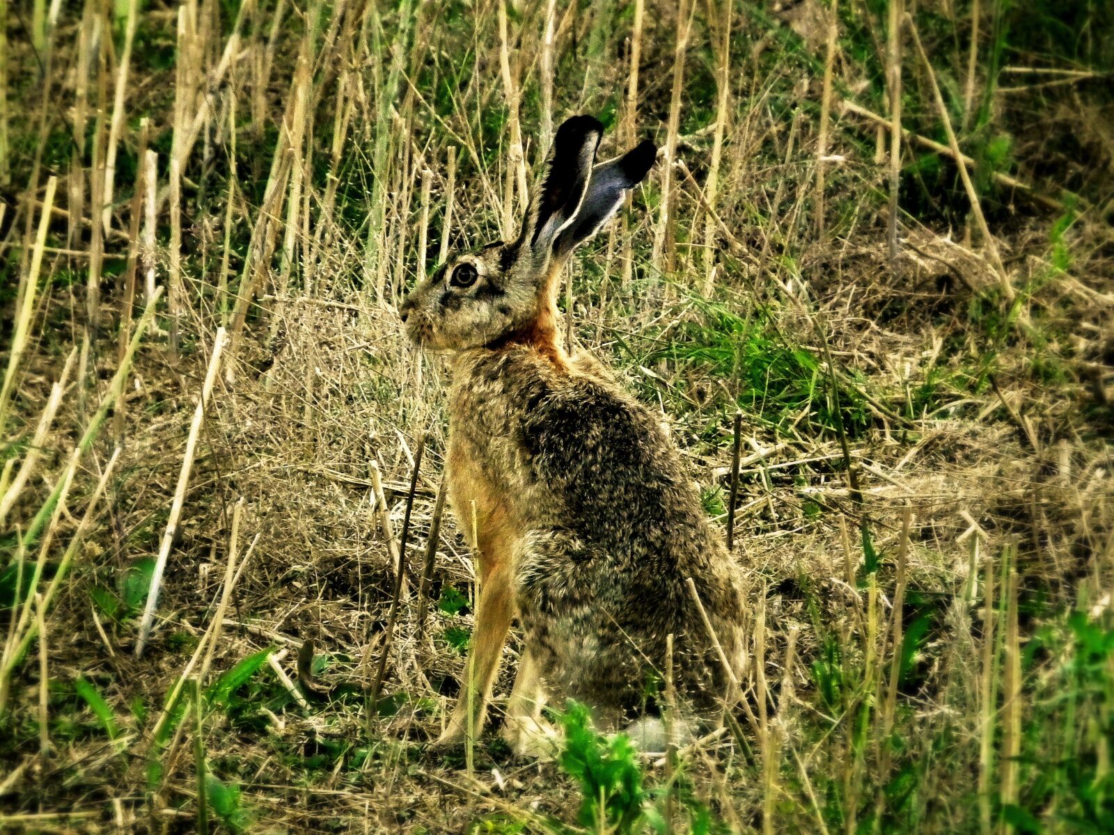 FujiFilm FinePix HS10 (FinePix HS11) sample photo. Hare, wild, wild hare photography