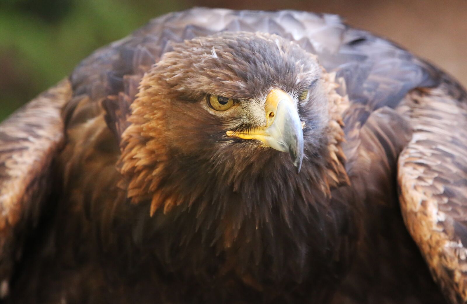 Canon EOS 5D Mark III sample photo. Golden, raptor, eagle photography