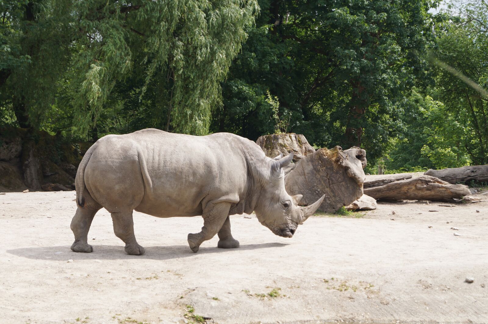 Sony SLT-A37 sample photo. White rhino, rhino, pachyderm photography
