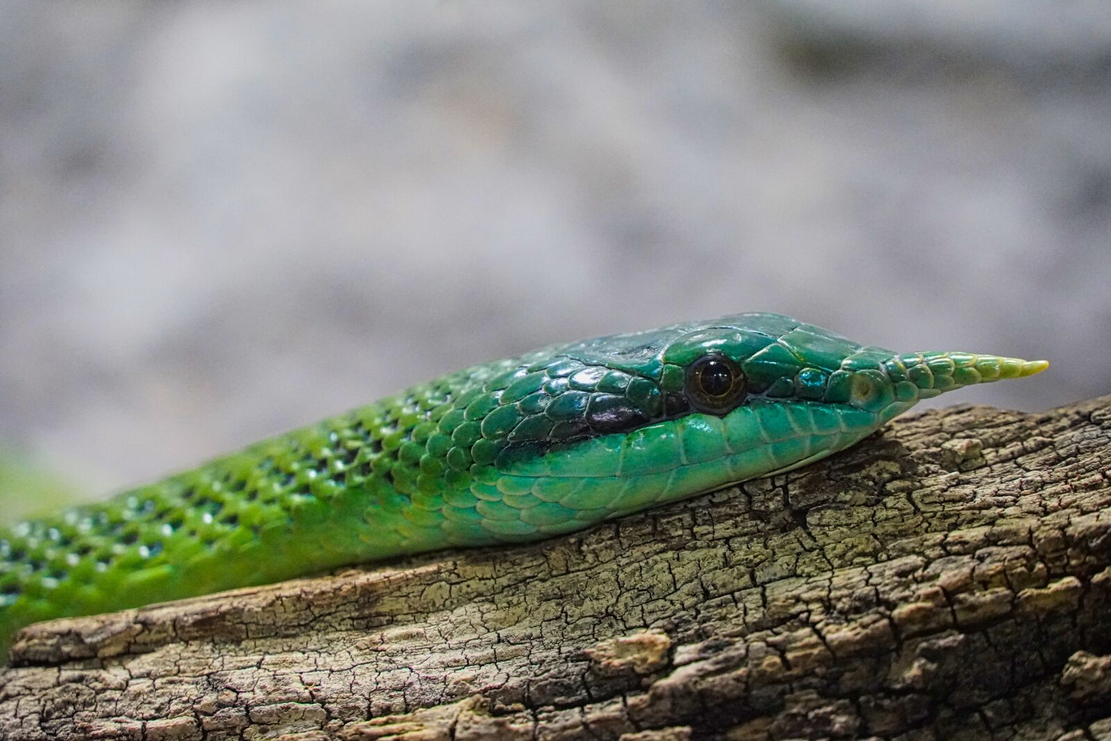 Sony a6400 sample photo. Rhinoceros ratsnakes, natter, reptile photography