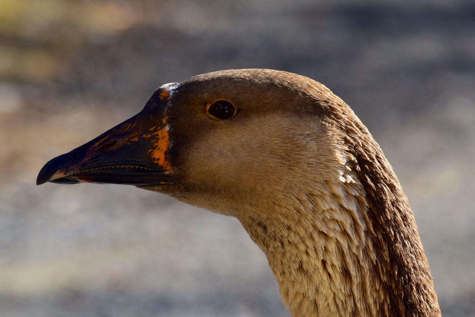 Nikon D3300 sample photo. Goose, brown, feather photography