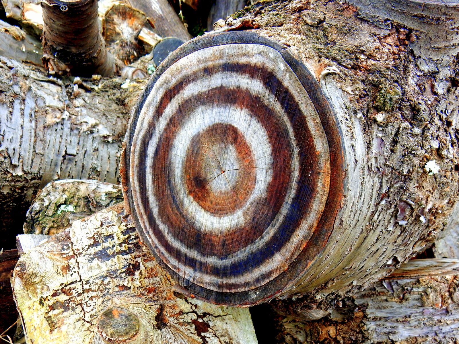 Nikon Coolpix S9700 sample photo. Branch, wood, target photography