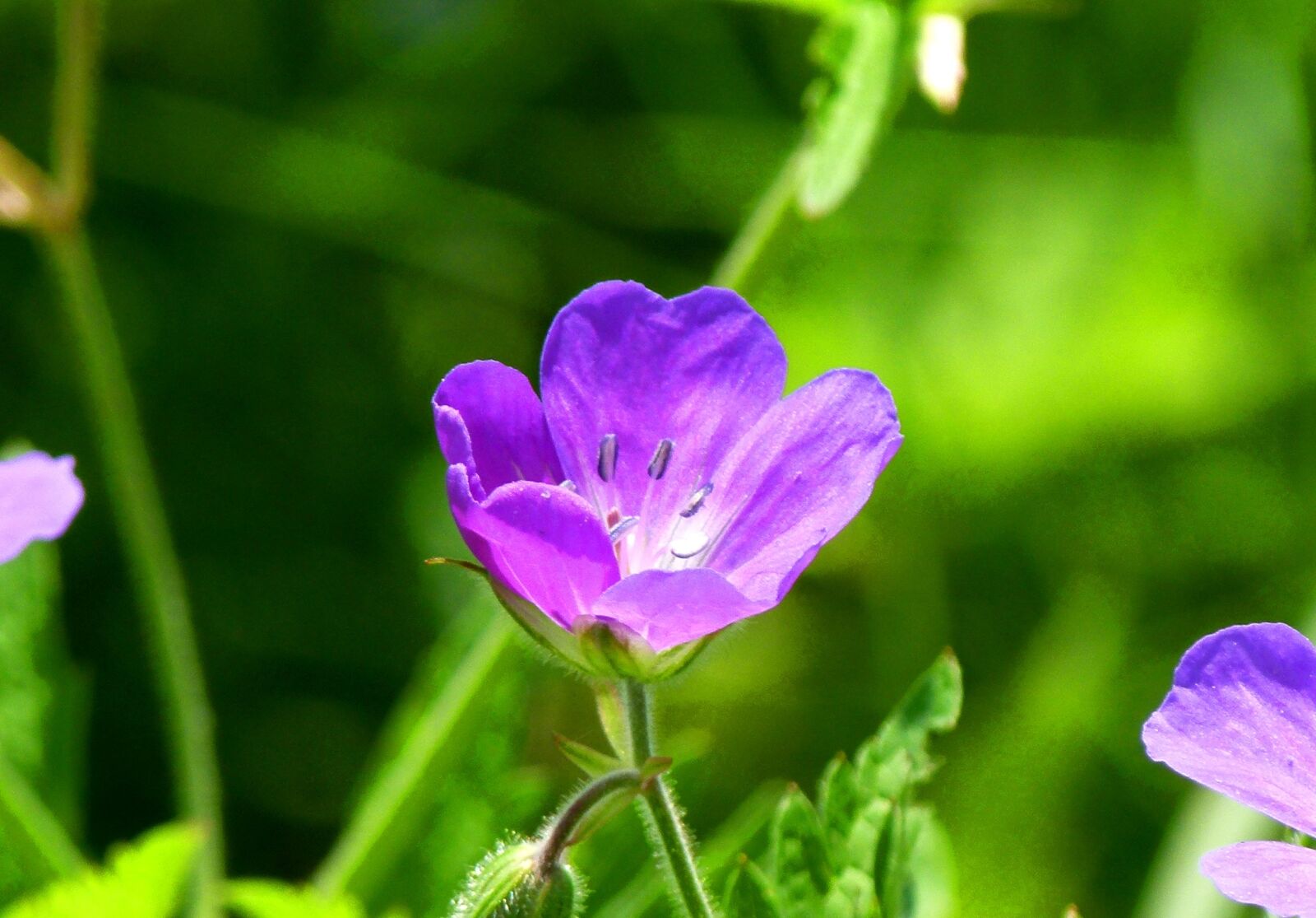 Panasonic Lumix DMC-FZ100 sample photo. Meadow, mood, nature photography