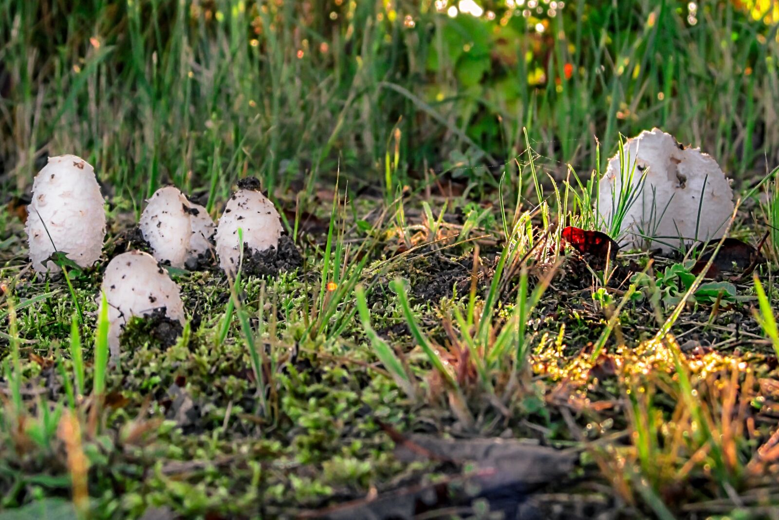 Canon PowerShot SX130 IS sample photo. Mushrooms, forest, white photography