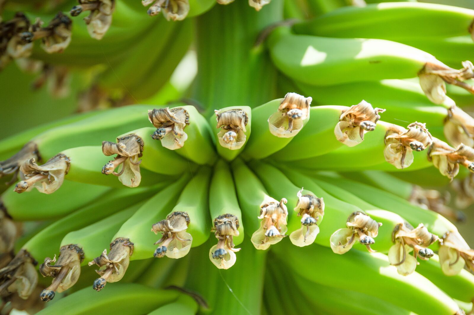 Nikon D3200 sample photo. Banana, food, fruit photography