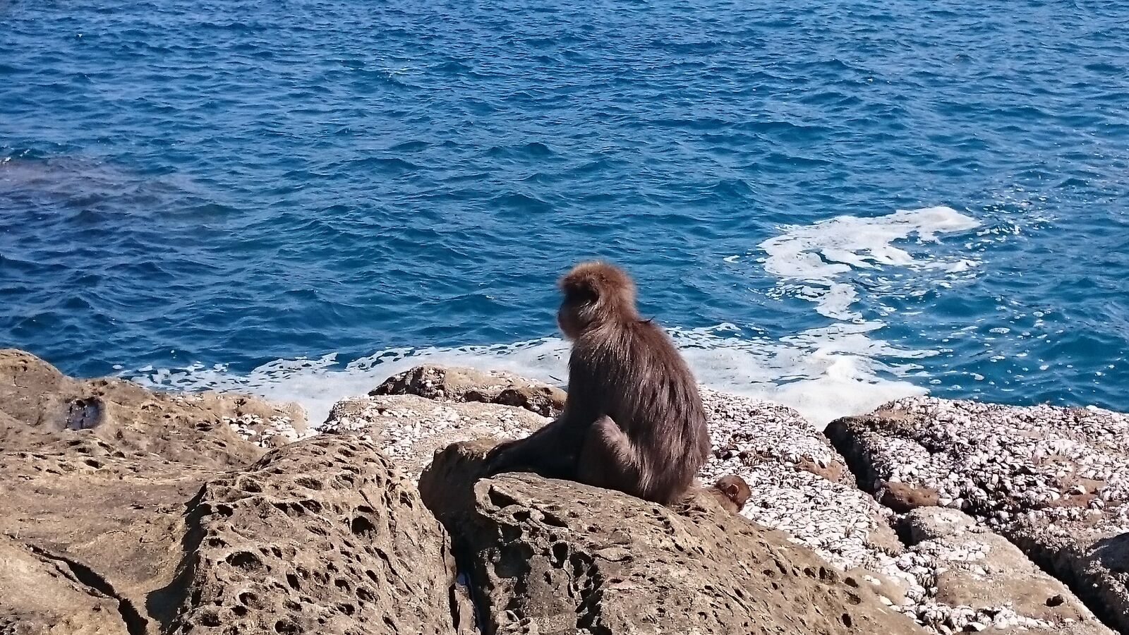 Sony Xperia Z3 sample photo. Proc, the, animal photography