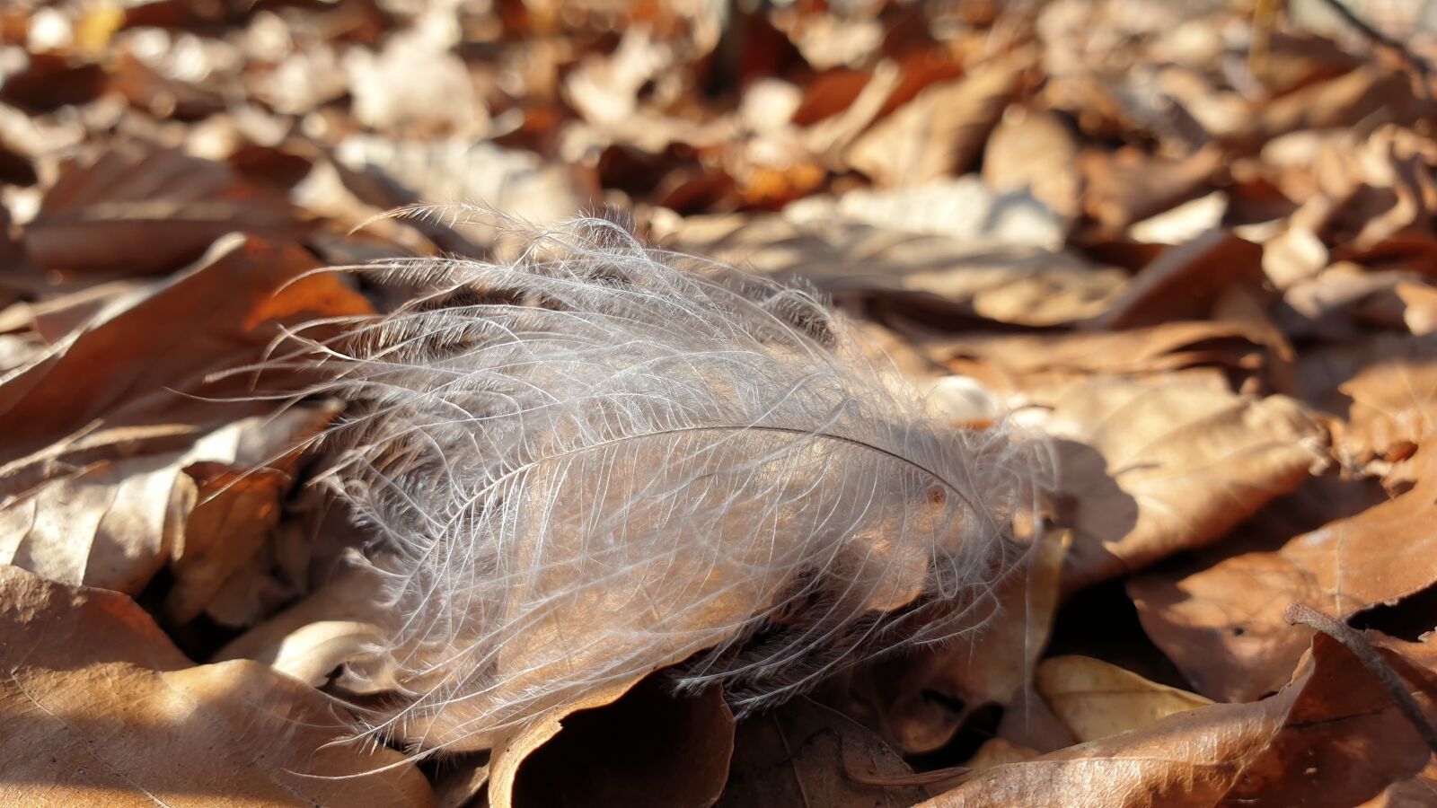 Samsung Galaxy Note9 sample photo. Wedge, down, wind photography