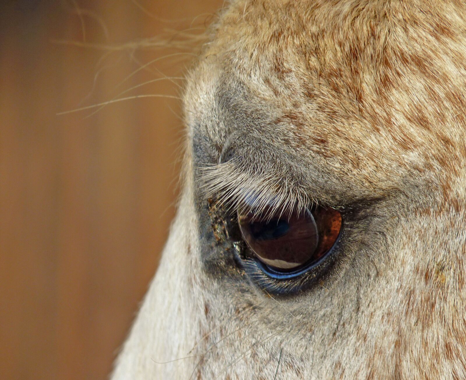 Panasonic Lumix DMC-FZ35 (Lumix DMC-FZ38) sample photo. Horse, eye, close up photography