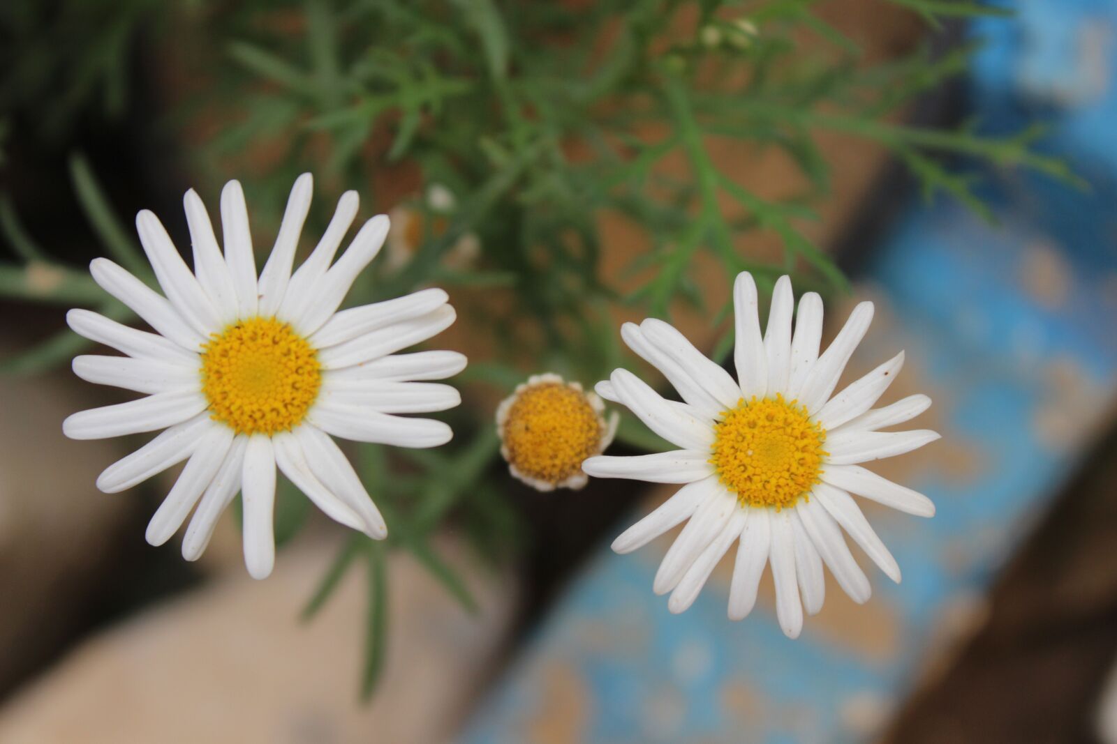 Canon EOS 600D (Rebel EOS T3i / EOS Kiss X5) sample photo. Flower, nature, plant photography