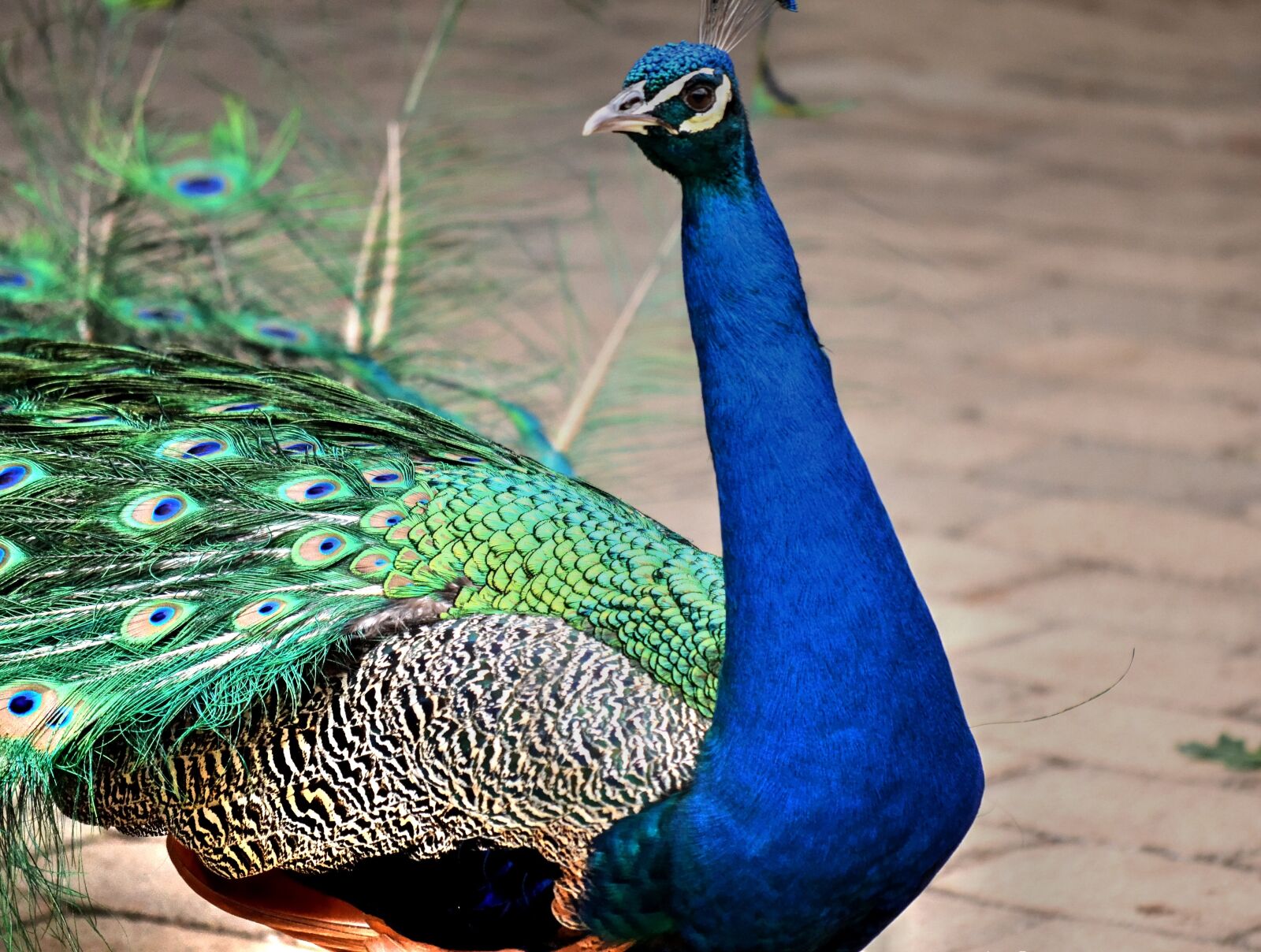 Nikon D3100 sample photo. Peacock, colourful, bird photography