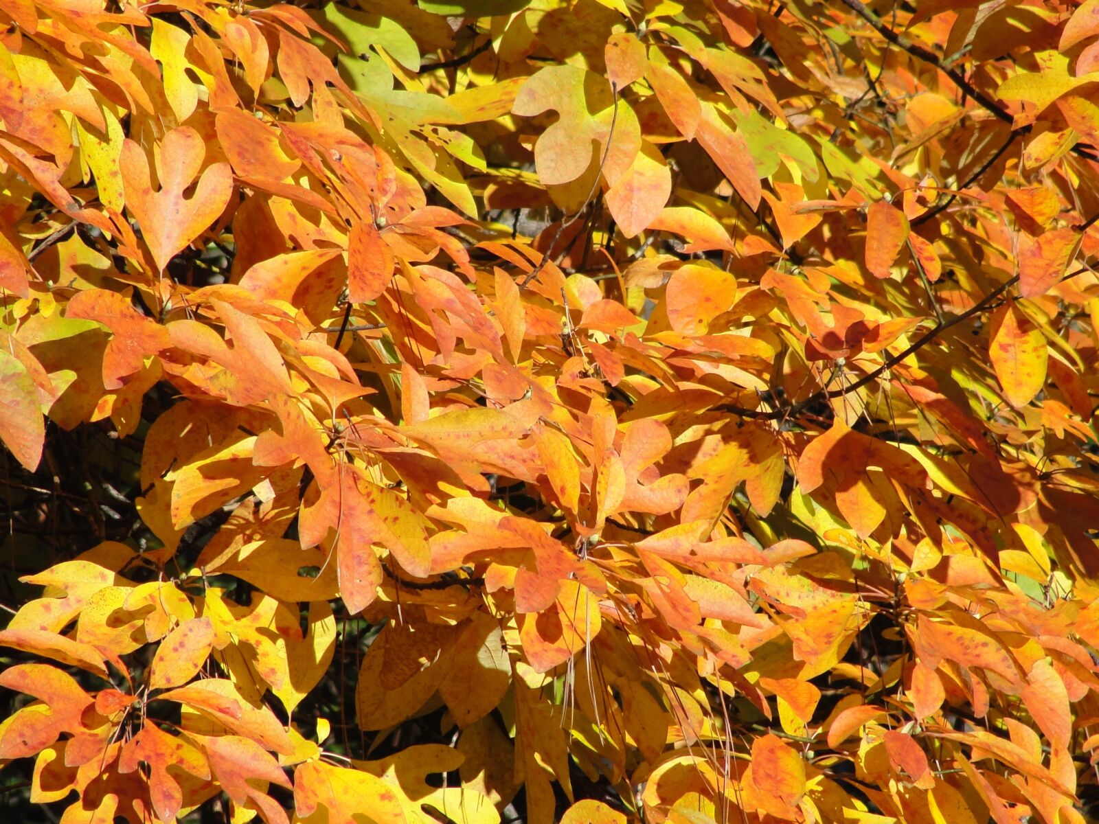 Sony Cyber-shot DSC-H20 sample photo. Leaves, golden, autumn photography