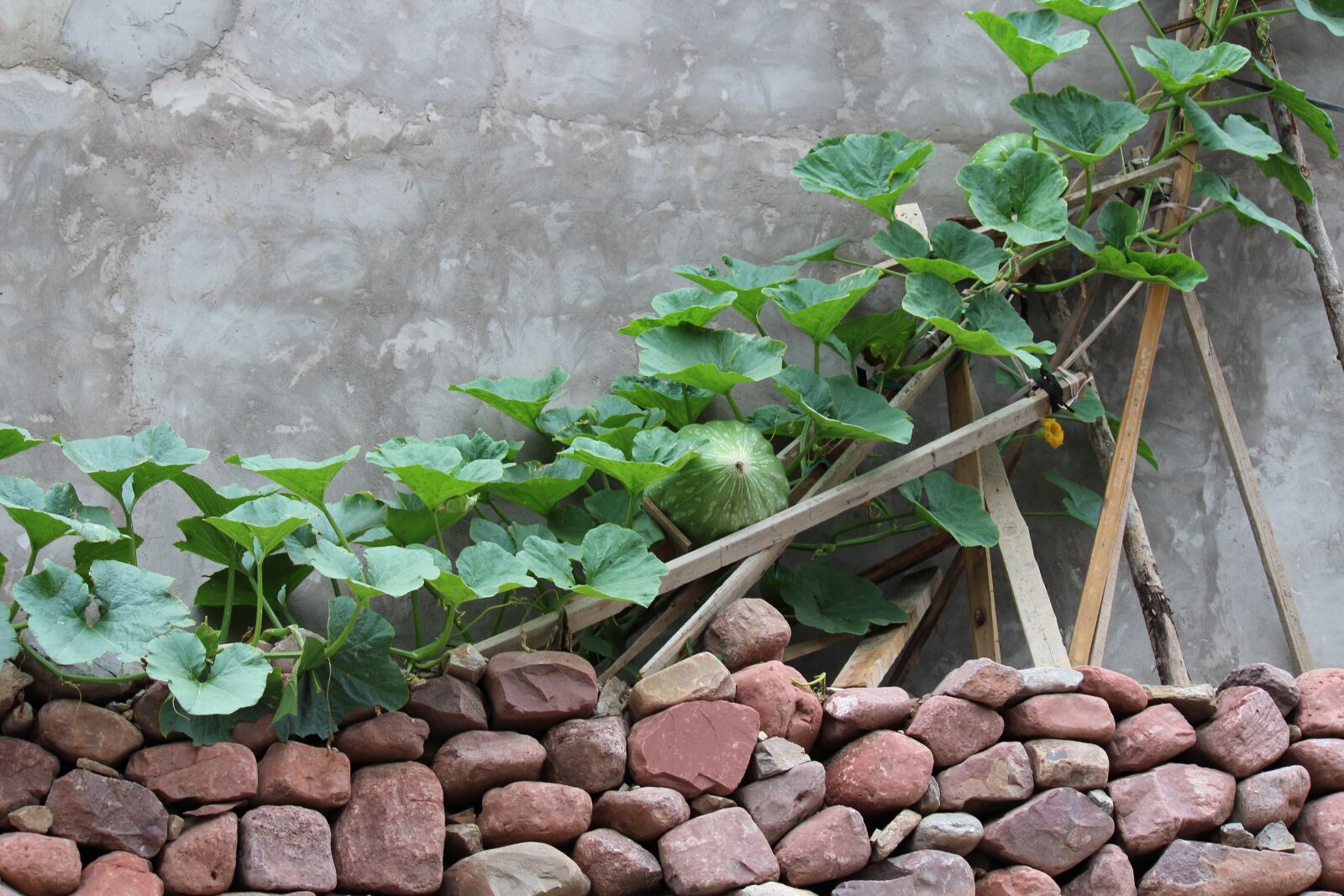 Canon EOS 600D (Rebel EOS T3i / EOS Kiss X5) sample photo. Green vine, melon, fence photography