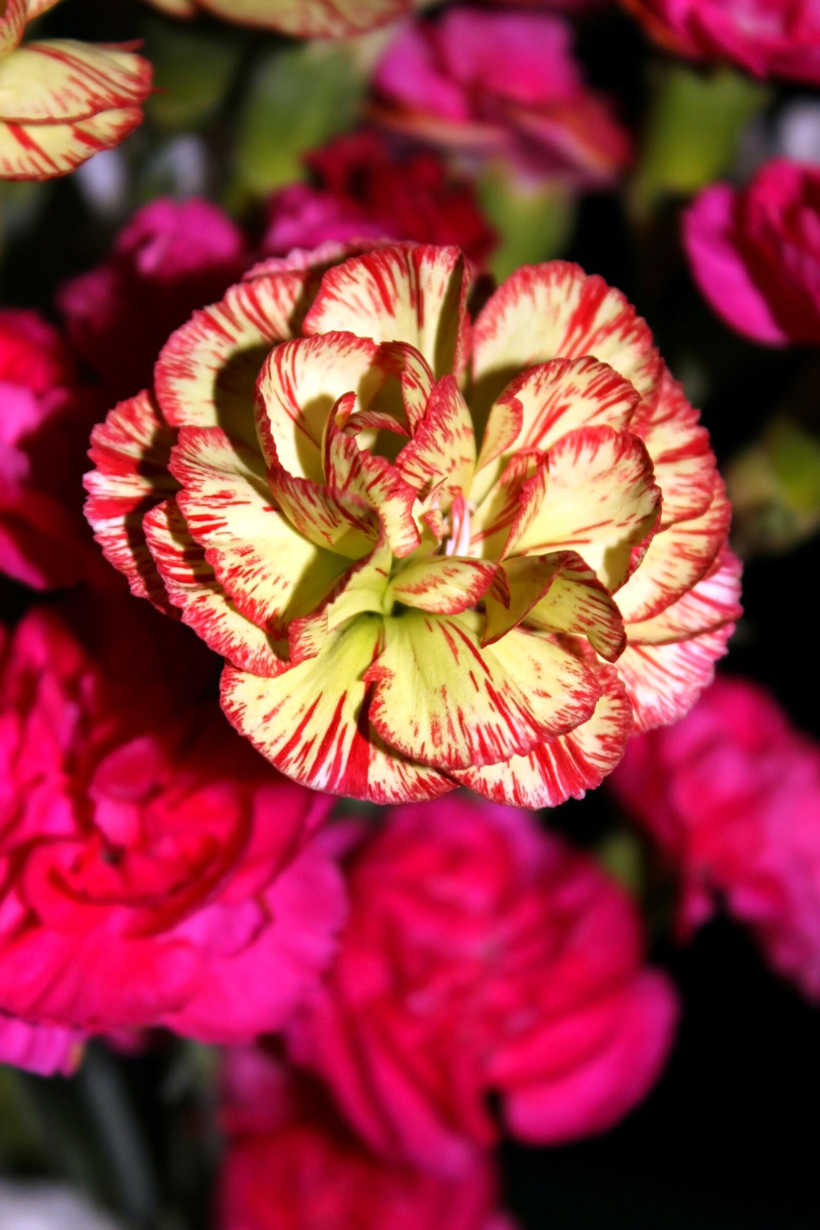 Canon EOS 600D (Rebel EOS T3i / EOS Kiss X5) sample photo. Flower, carnation, baby carnation photography