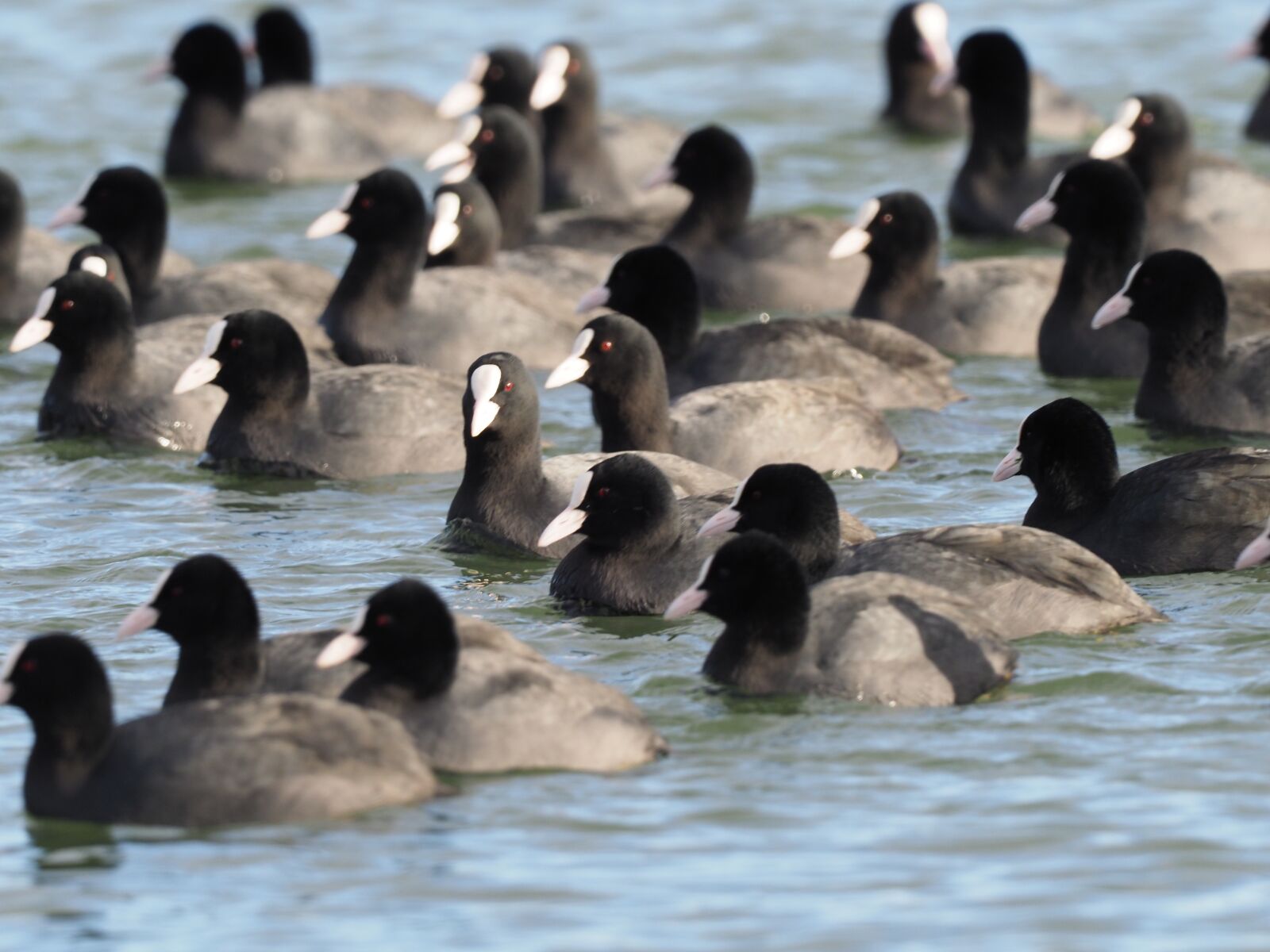 Olympus OM-D E-M1 Mark II sample photo. Coot, water, bird photography