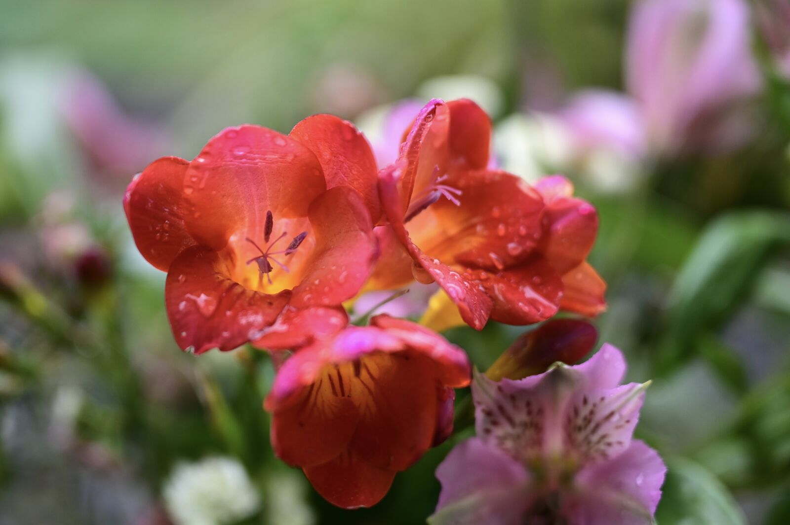 Nikon Z6 sample photo. Flower, blossom, bloom photography