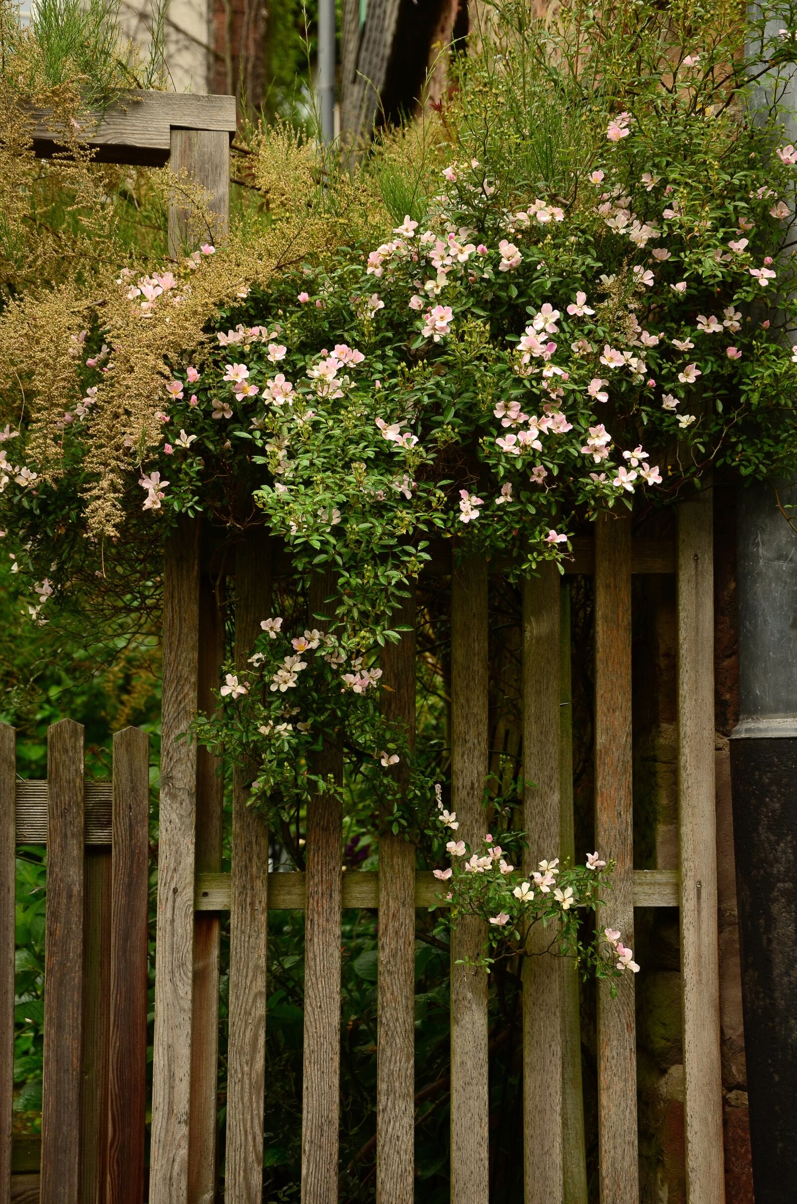 Nikon D5100 sample photo. Garden, garden fence, heck photography
